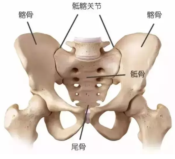 骨盆—脊柱健康是支撑生命健康的钢筋水泥